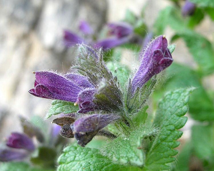 Bartsia alpina / Bartsia